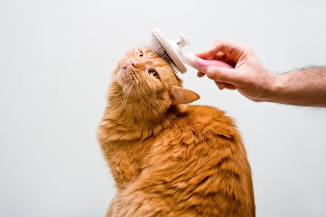Pet supplies