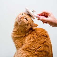 Collection image for: Pet supplies